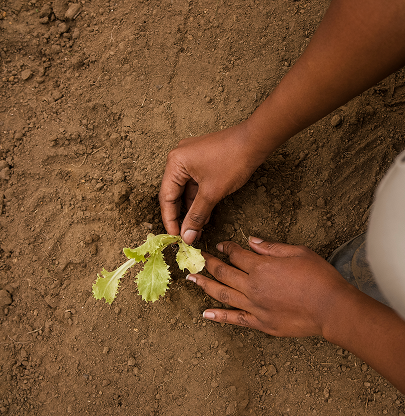 Environmental Leadership through "Al-Kaakool"