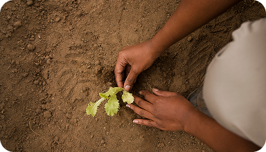 الاستدامة البيئية